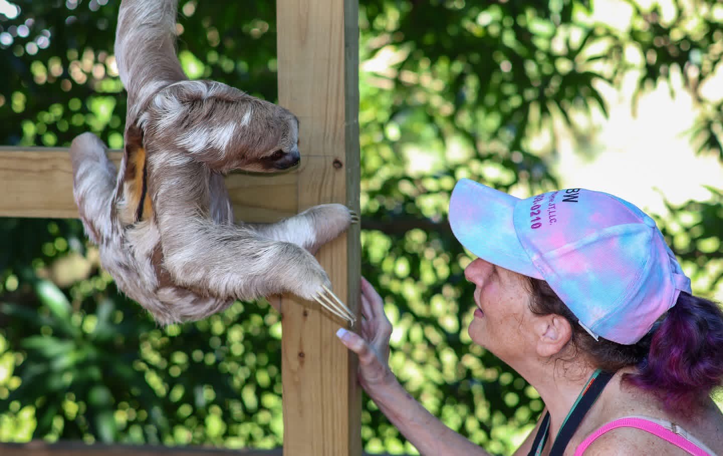 Monkey & Sloth Hangout — Island Tour